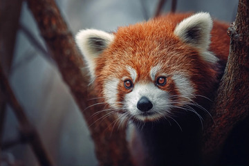 可爱小熊猫在树木间摄影图