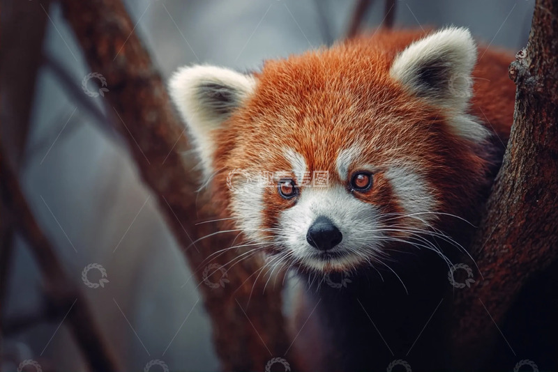 高清大图下载【趣麦麦图】可爱小熊猫在树木间摄影图