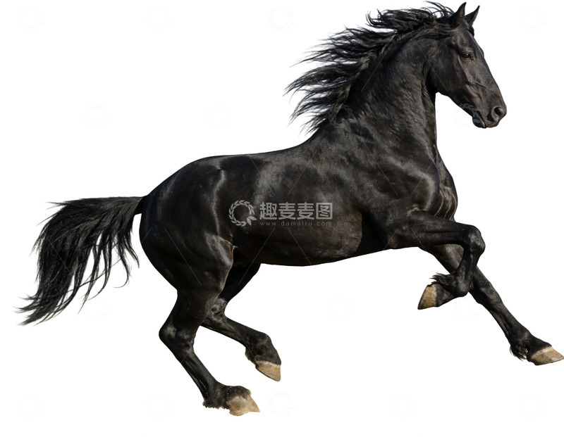 高清大图下载【趣麦麦图】黑色骏马奔跑艺术插画