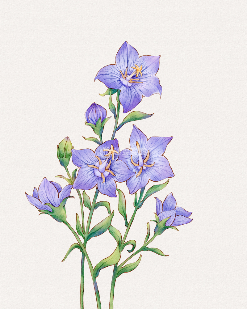 源文件下载【趣麦麦图】桔梗水彩花卉插画