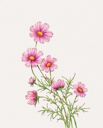 格桑花水彩画花卉插画