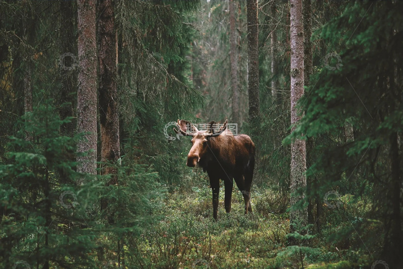 高清大图下载【趣麦麦图】森林中的驼鹿高清摄影图