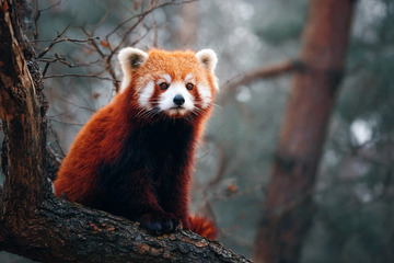 可爱石头上的小熊猫摄影图