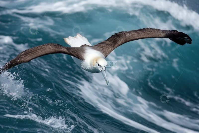 高清大图下载【趣麦麦图】大海上空飞翔的一只海鸥