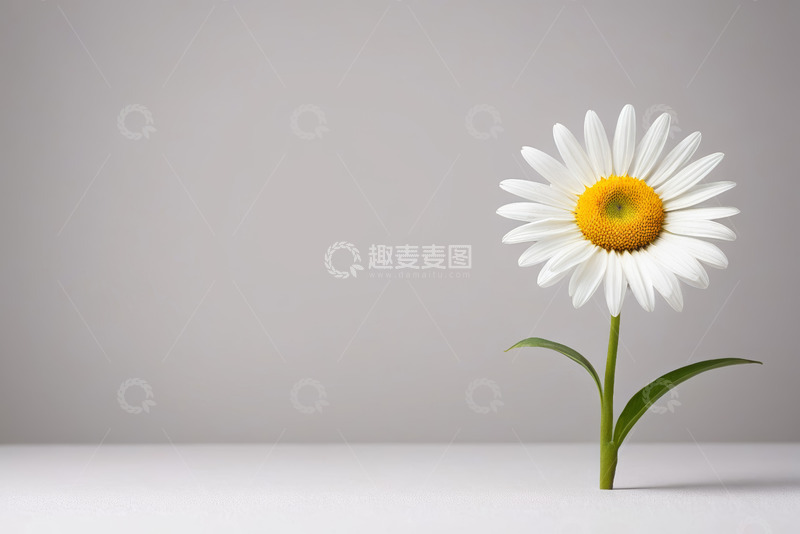 高清大图下载【趣麦麦图】单枝雏菊特写素材