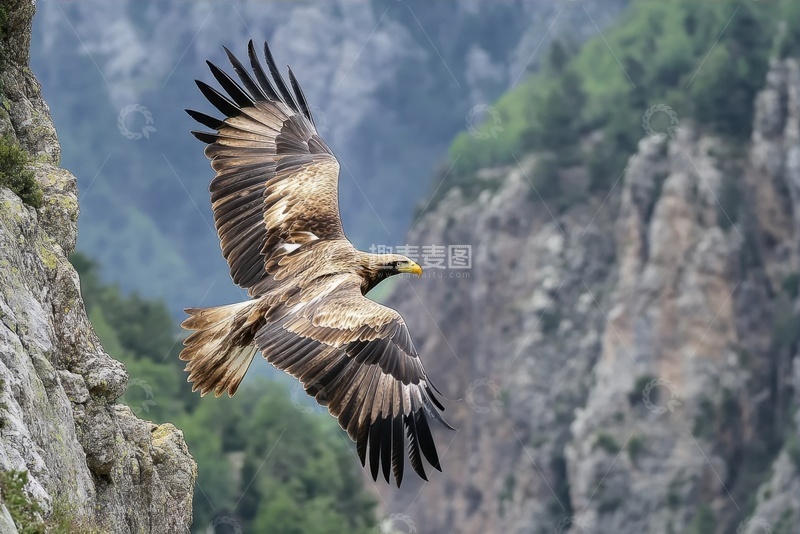 高清大图下载【趣麦麦图】大山里飞翔的一只老鹰
