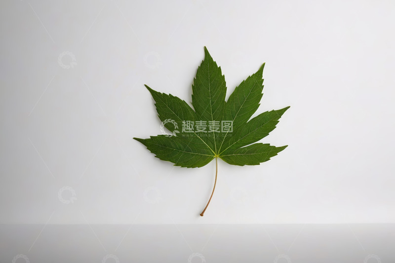 高清大图下载【趣麦麦图】白色背景上的绿色枫叶