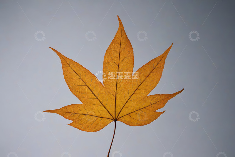 高清大图下载【趣麦麦图】黄色枫叶特写