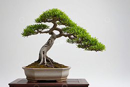 盆栽盆景特写绿植素材