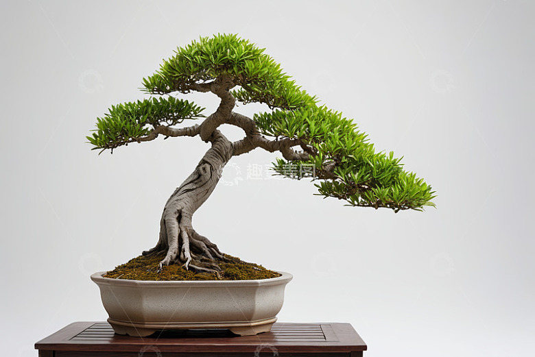 盆栽盆景特写绿植素材