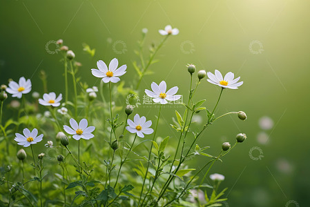 白色小花特写自然风光