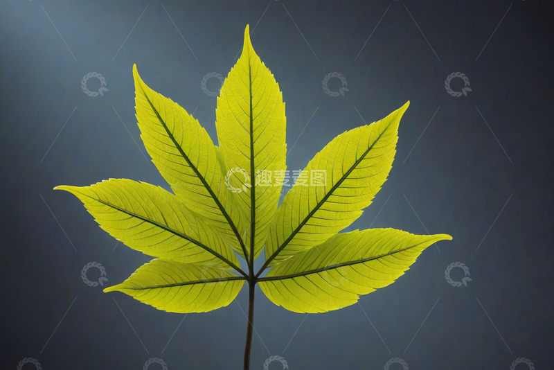 高清大图下载【趣麦麦图】绿色叶片特写