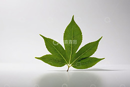 白色背景上的绿色植物叶子