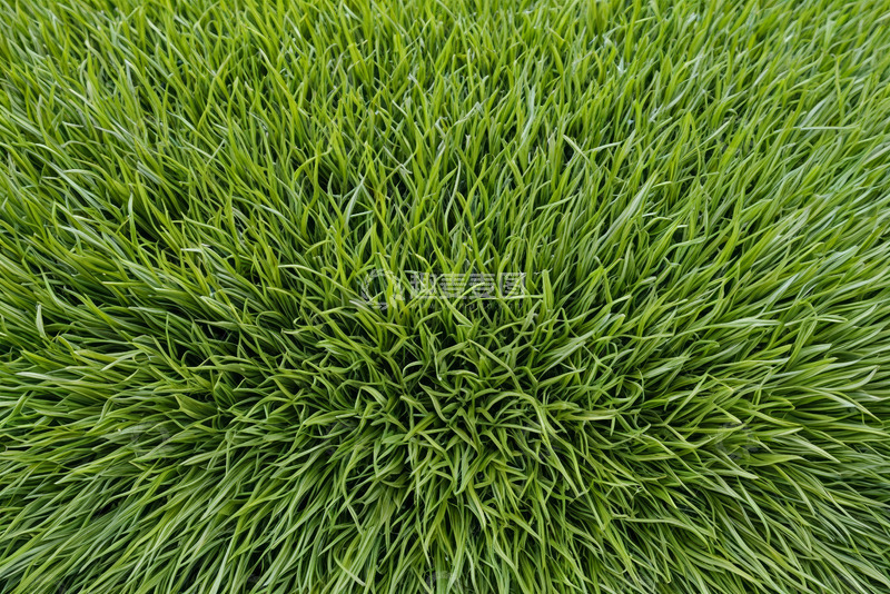 高清大图下载【趣麦麦图】绿色茂盛草地特写