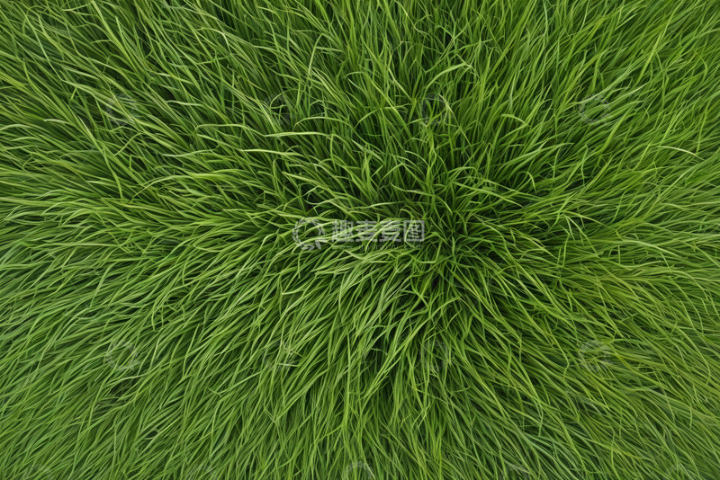 高清大图下载【趣麦麦图】俯拍视角下的茂密绿草