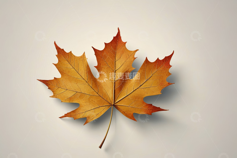 高清大图下载【趣麦麦图】橙黄色枫叶特写