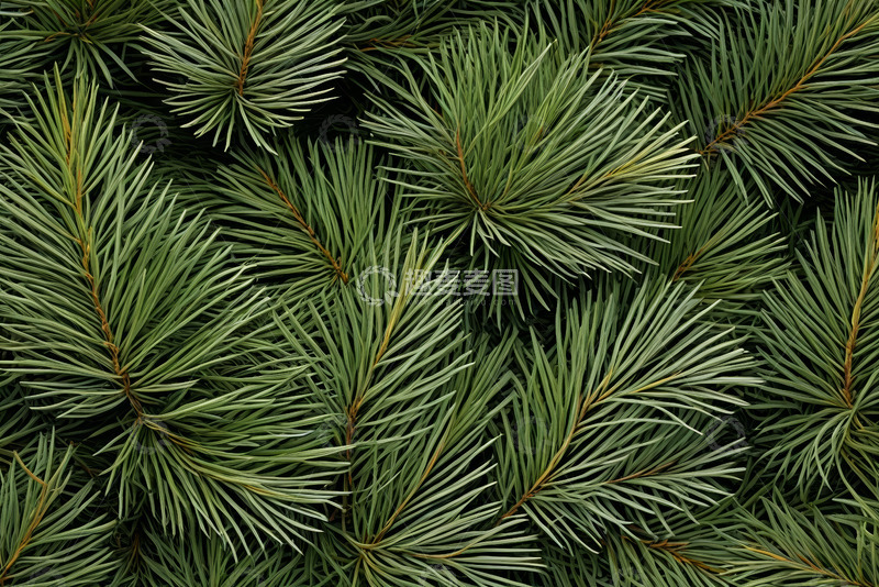 高清大图下载【趣麦麦图】松针特写自然素材