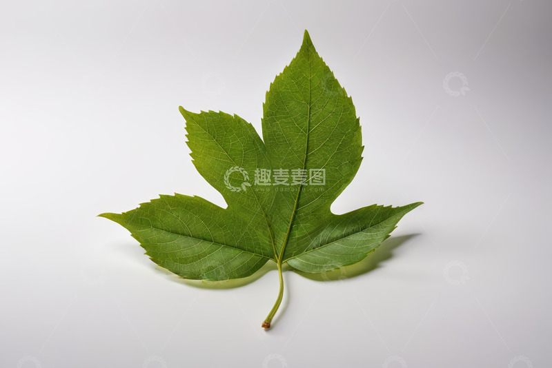 高清大图下载【趣麦麦图】绿色单枚树叶特写