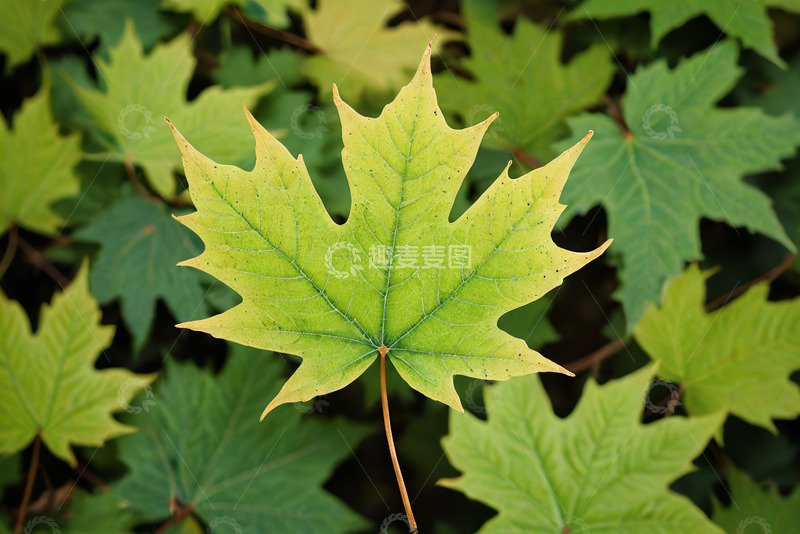 高清大图下载【趣麦麦图】特写绿色枫叶植物素材