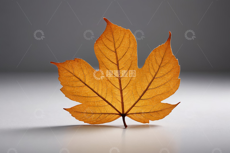 高清大图下载【趣麦麦图】黄色枫叶特写静物素材