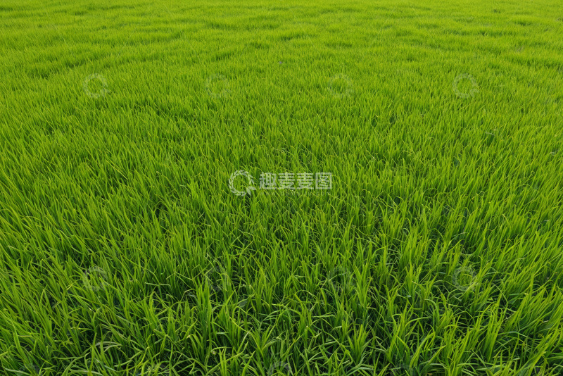 高清大图下载【趣麦麦图】绿色农田水稻生长景象