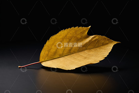 特写金色秋叶