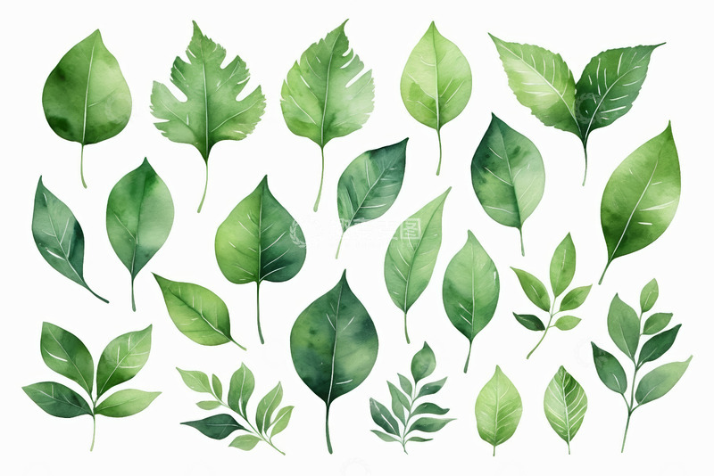 高清大图下载【趣麦麦图】水彩风格多样绿色树叶素材