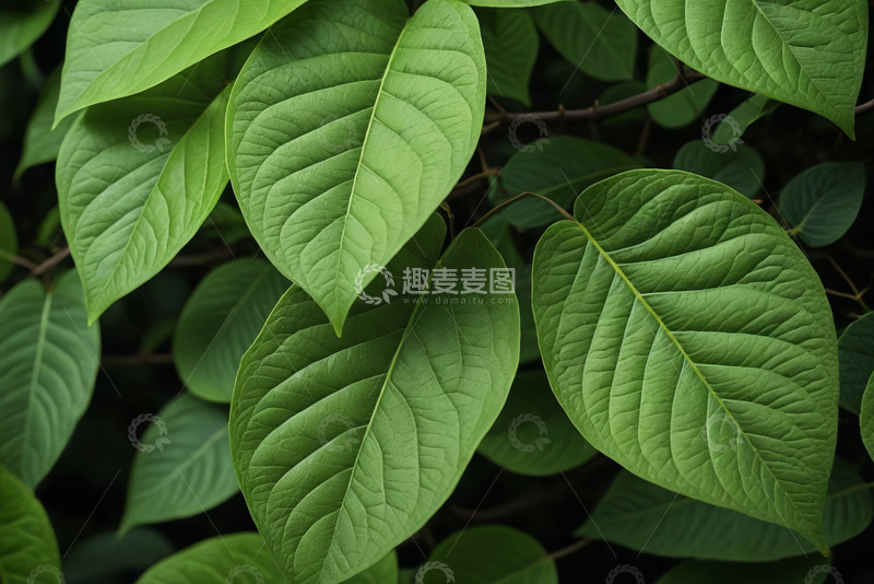 高清大图下载【趣麦麦图】特写绿色植物叶片
