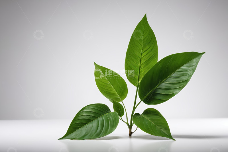 高清大图下载【趣麦麦图】绿色植物叶片特写