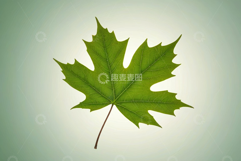 高清大图下载【趣麦麦图】绿色枫叶特写