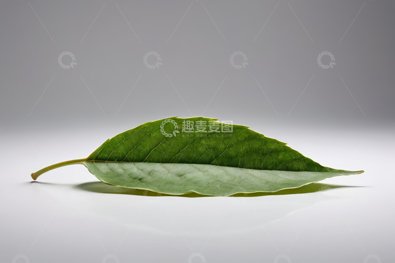 高清大图下载【趣麦麦图】绿色单叶片特写