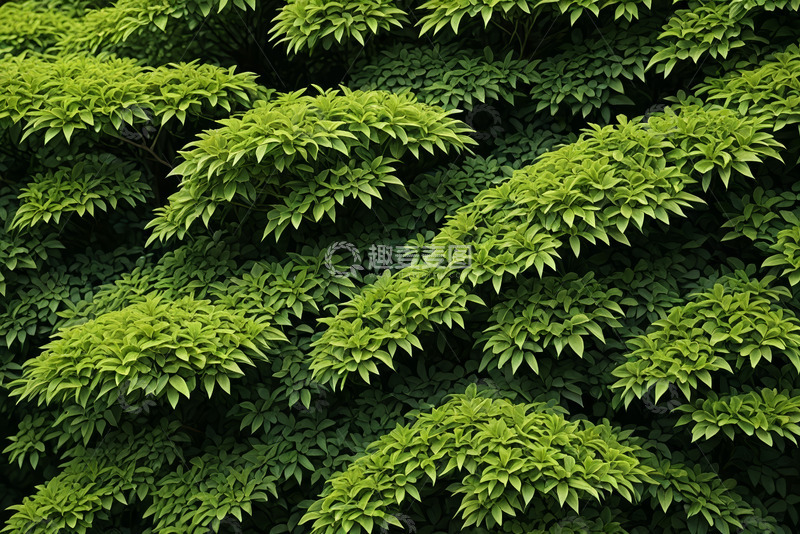 高清大图下载【趣麦麦图】繁茂绿植背景素材