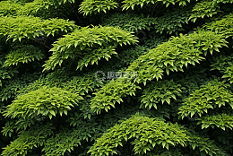 繁茂绿植背景素材