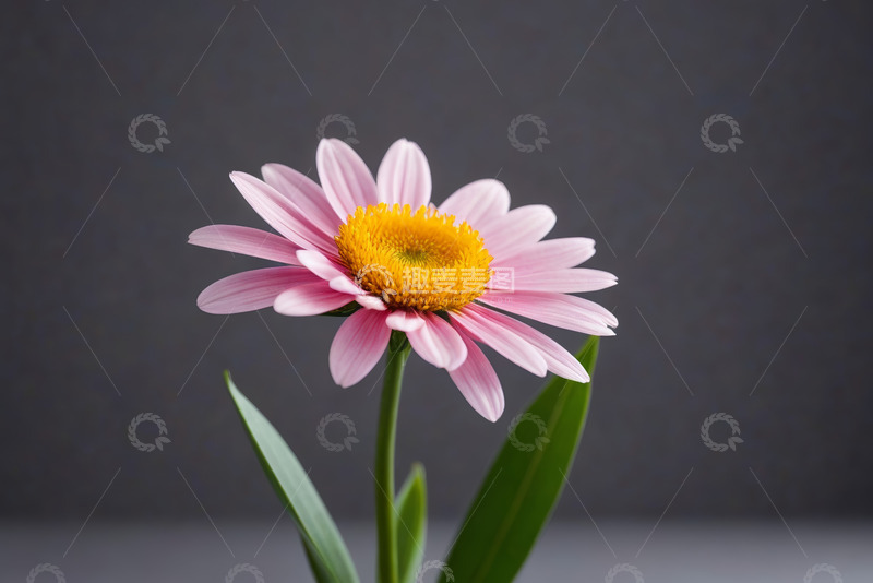 高清大图下载【趣麦麦图】粉色花朵特写