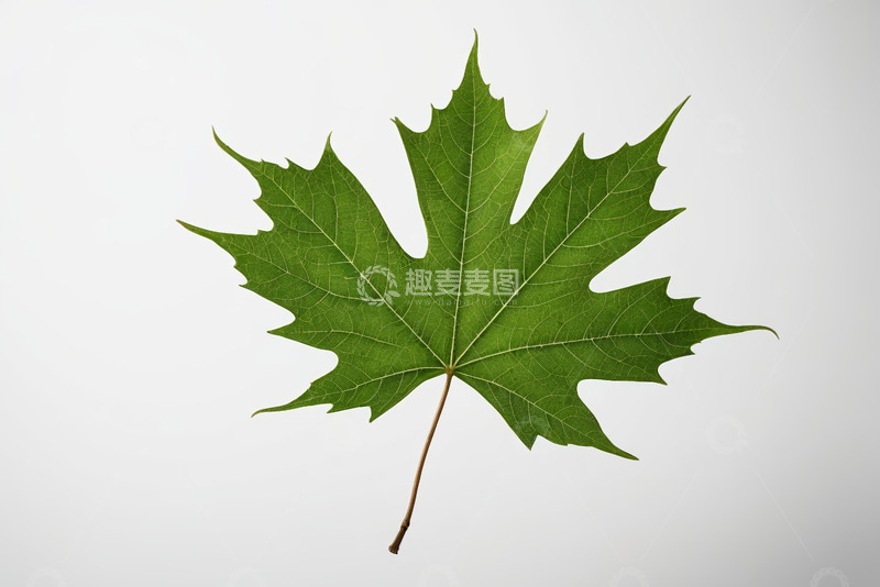 高清大图下载【趣麦麦图】绿色枫叶特写素材