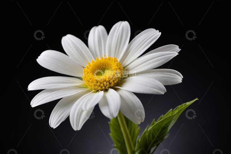 高清大图下载【趣麦麦图】白色雏菊特写