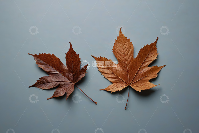 高清大图下载【趣麦麦图】两片枫叶置于蓝色背景上