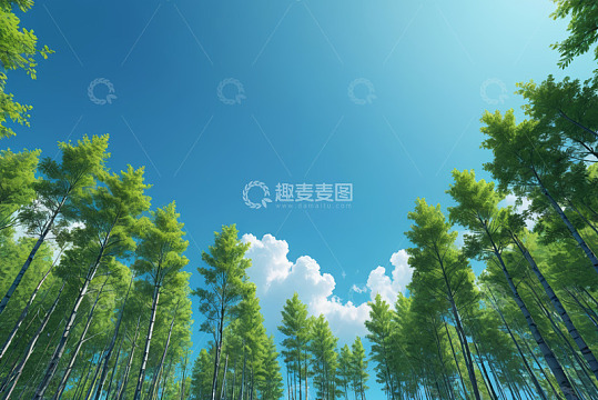 蓝天之下的茂密森林