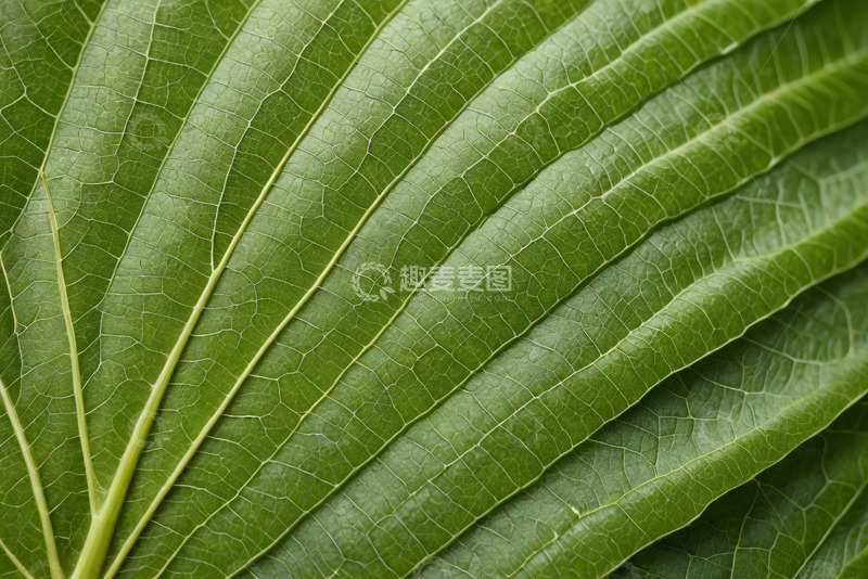 高清大图下载【趣麦麦图】绿色植物叶片纹理特写