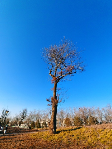 冬日孤树立蓝天
