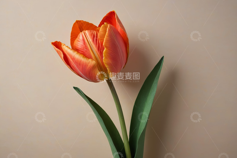 高清大图下载【趣麦麦图】橙红色郁金香特写