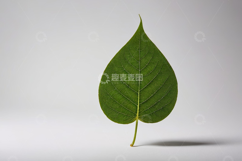 高清大图下载【趣麦麦图】绿色树叶微距特写