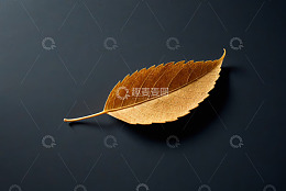 深色背景上的金黄树叶