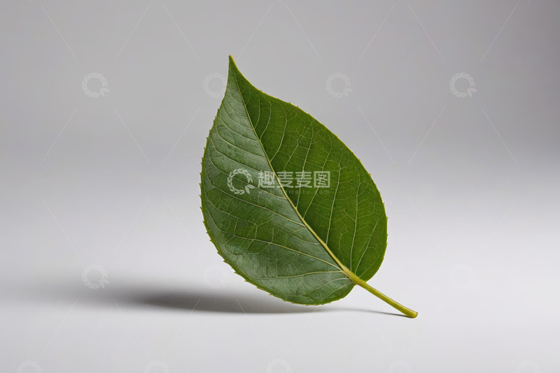 高清大图下载【趣麦麦图】单片绿叶特写