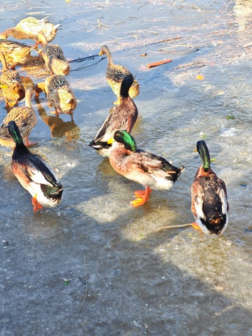 冰面野鸭群聚图