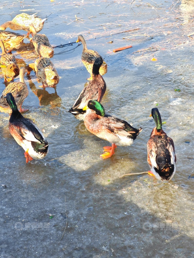 高清大图下载【趣麦麦图】冰面野鸭群聚图