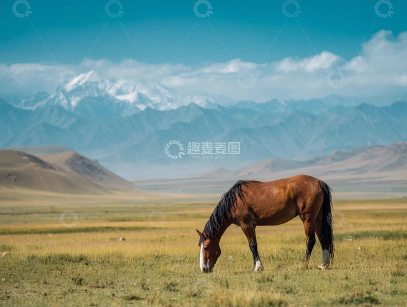 高清大图下载【趣麦麦图】蓝天下大草原上的骏马吃草摄影图