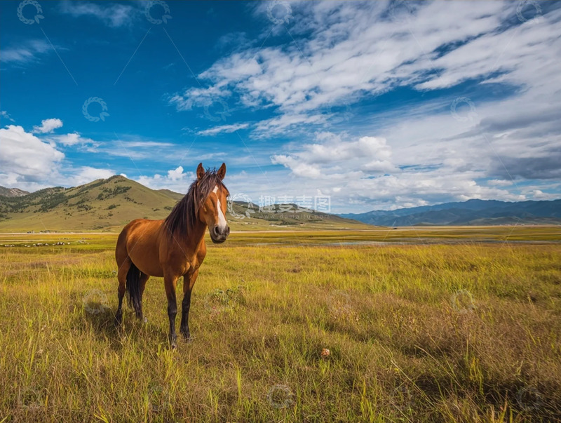 高清大图下载【趣麦麦图】蓝天下大草原上的骏马摄影图