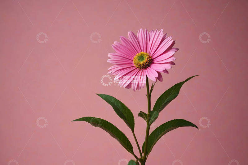 高清大图下载【趣麦麦图】粉色花朵特写