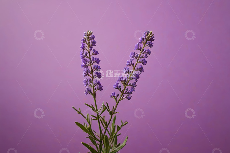 高清大图下载【趣麦麦图】紫色背景下的薰衣草花卉